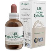 Fagus sylvatica Buche Les 50ml.